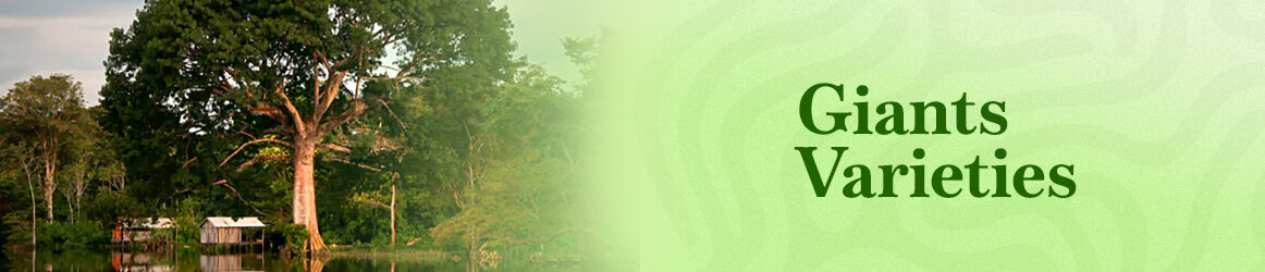 quinta-dos-ouriques-seeds-giant-varieties