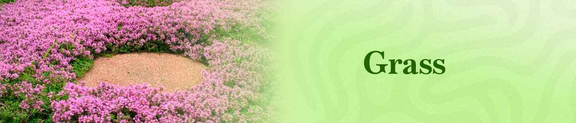 quinta-dos-ouriques-seeds-grass