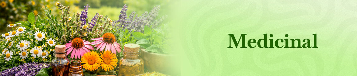 quinta-dos-ouriques-seeds-medicinal