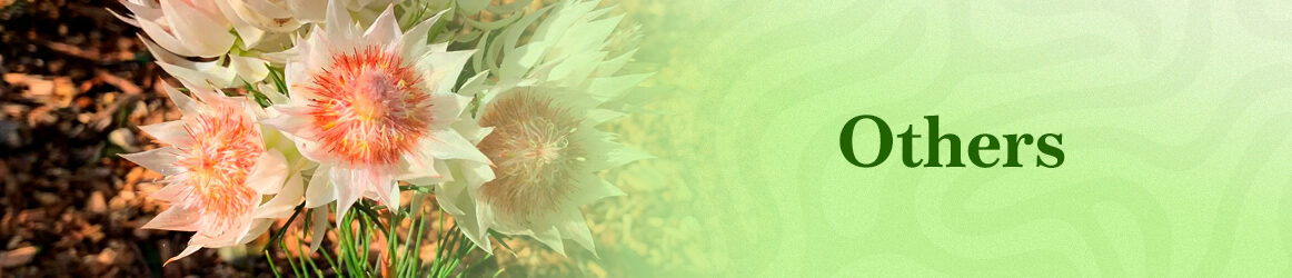 quinta-dos-ouriques-seeds-others