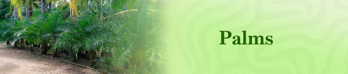 quinta-dos-ouriques-seeds-palms