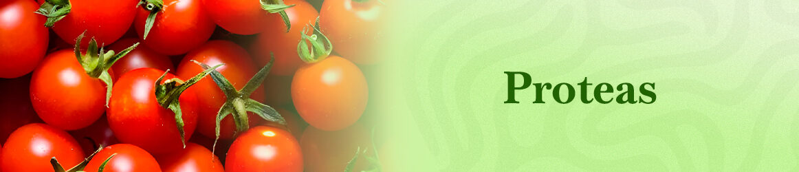quinta-dos-ouriques-seeds-proteas