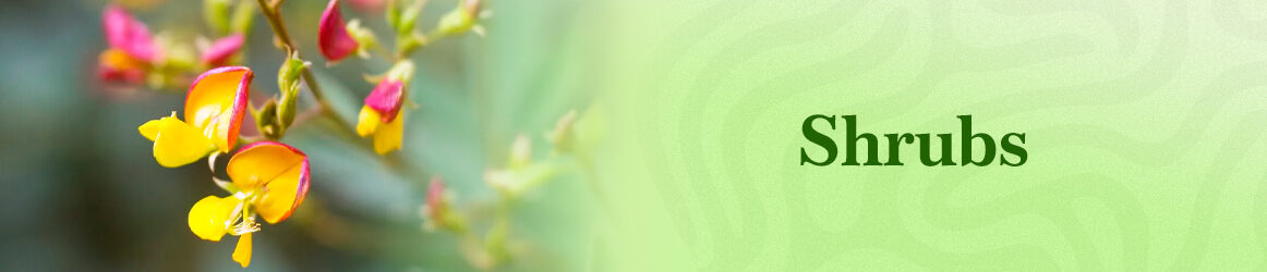 quinta-dos-ouriques-seeds-shrubs