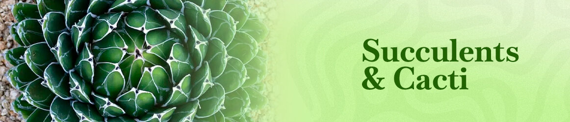 quinta-dos-ouriques-seeds-succulents-and-cacti