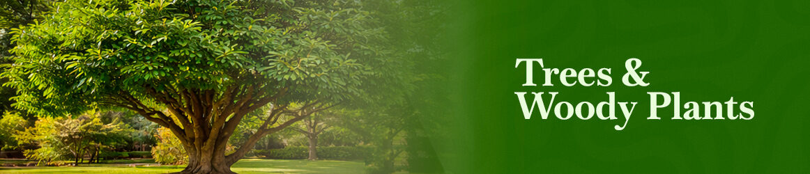 quinta-dos-ouriques-seeds-trees-and-woody-plants