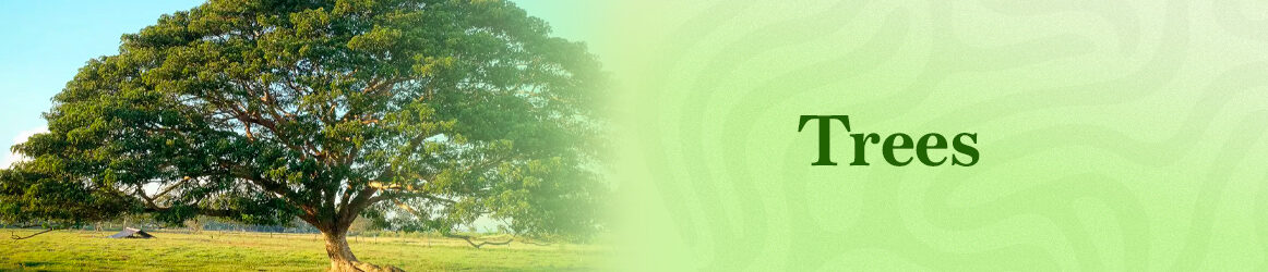 quinta-dos-ouriques-seeds-trees