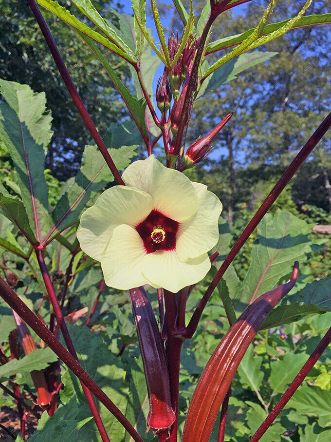 Abelmoschus esculentus 'Red Burgundy' / Hibiscus esculentus - Ladies Fingers, Ochro, Okra, Okro, Red Burgundy, Red Fruit, Quiabo - Image 3