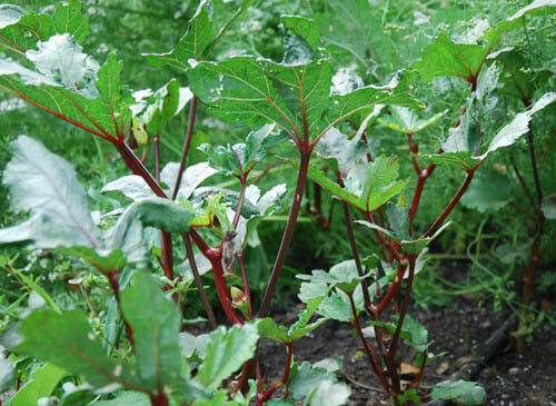 Abelmoschus esculentus 'Red Burgundy' / Hibiscus esculentus - Ladies Fingers, Ochro, Okra, Okro, Red Burgundy, Red Fruit, Quiabo - Image 5