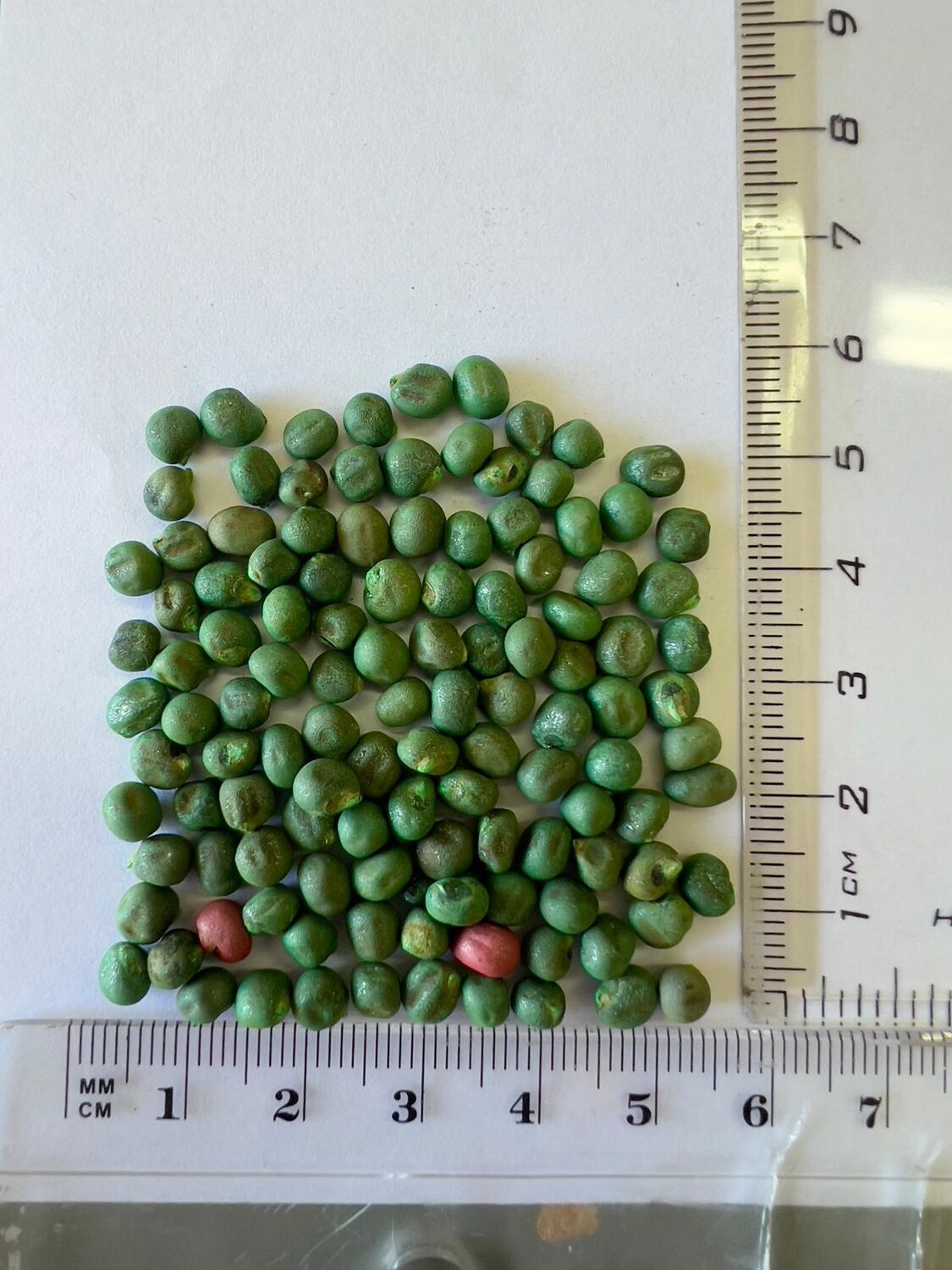 Abelmoschus esculentus 'Red Burgundy' / Hibiscus esculentus - Ladies Fingers, Ochro, Okra, Okro, Red Burgundy, Red Fruit, Quiabo - Image 9