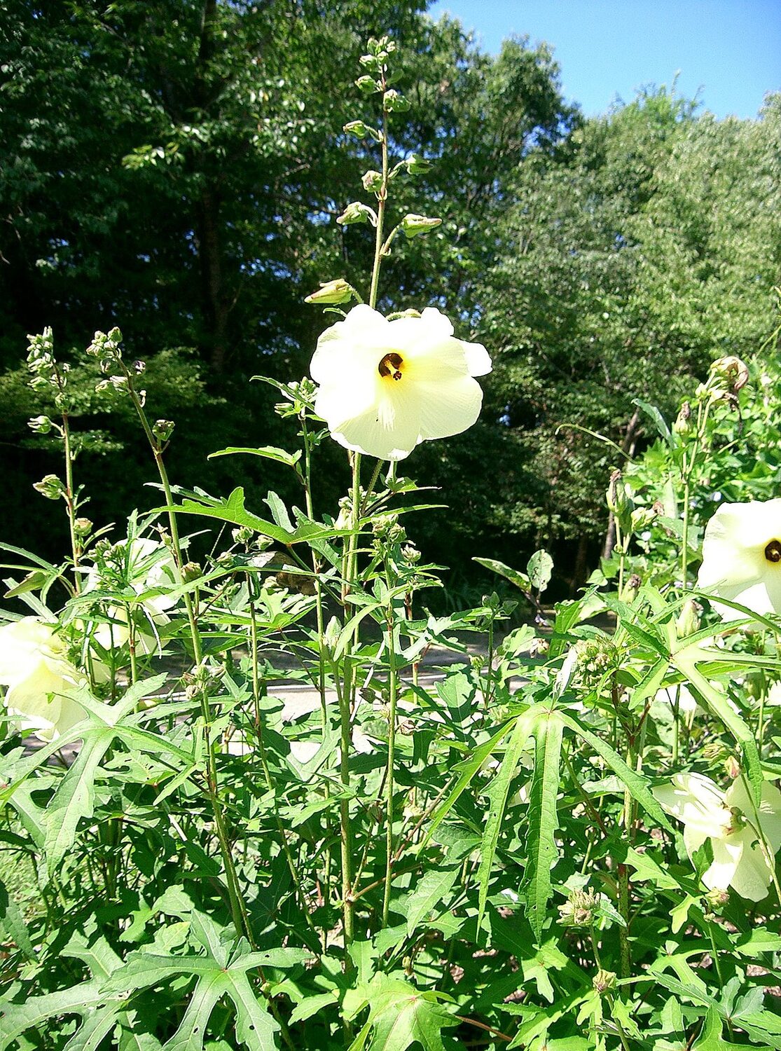Abelmoschus manihot / Hibiscus manihot - Aibika, Muskmallow, Sunset Hibiscus, Hibiscus Maniho - Image 4