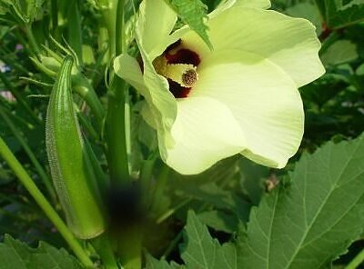 Abelmoschus moschatus - Musk Mallow, Ornamental Okra