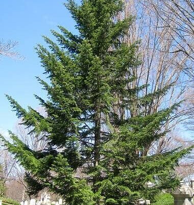 Abies alba - European Silver Fir
