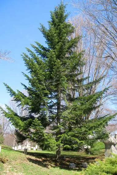 Abies alba - European Silver Fir