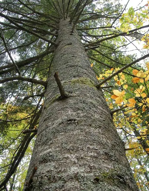 Abies alba - European Silver Fir - Image 2