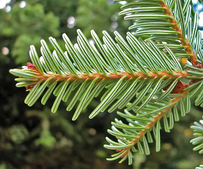 Abies alba - European Silver Fir - Image 3