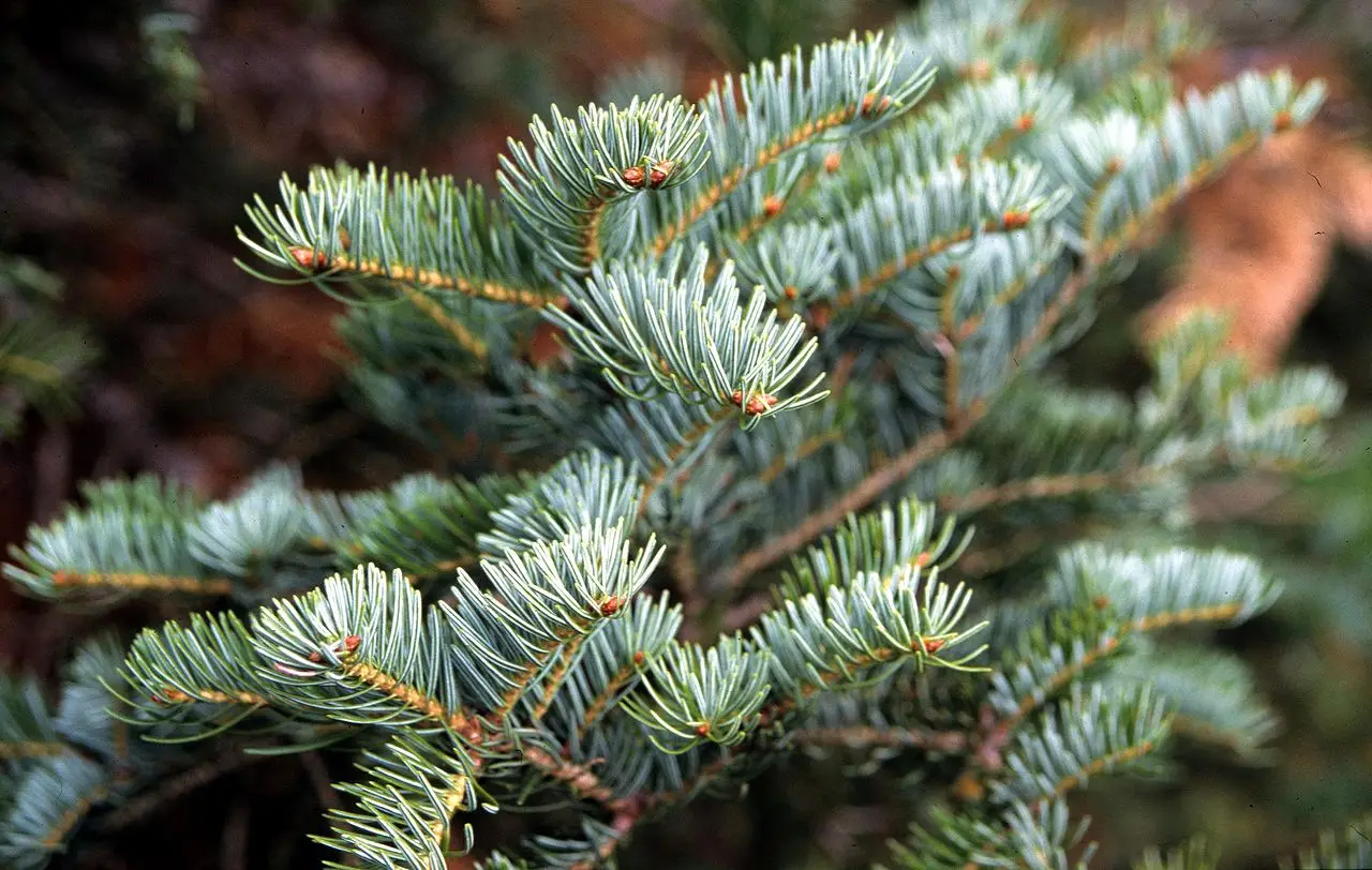 Abies alba - European Silver Fir - Image 4