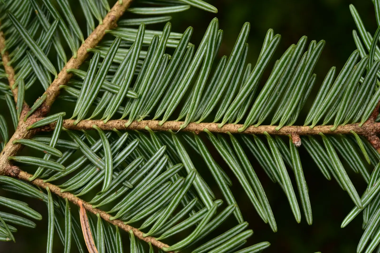 Abies alba - European Silver Fir - Image 5