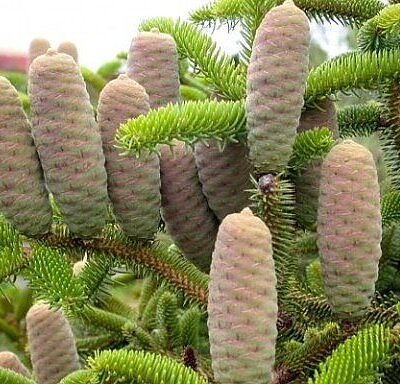 Abies cephalonica - Grecian Fir