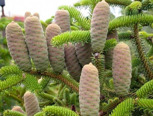 Abies cephalonica - Grecian Fir