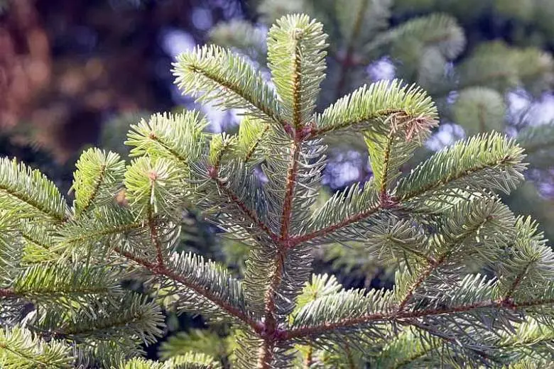 Abies cephalonica - Grecian Fir - Image 2