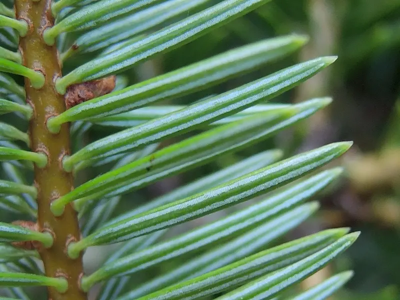 Abies cephalonica - Grecian Fir - Image 3
