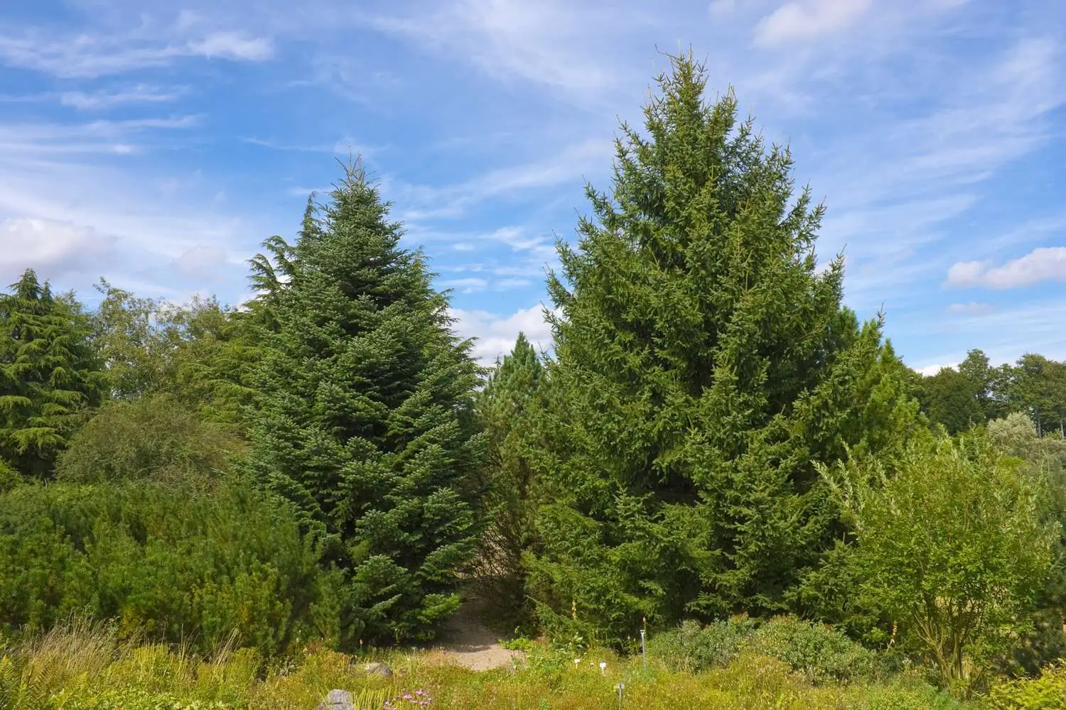 Abies cephalonica - Grecian Fir - Image 4