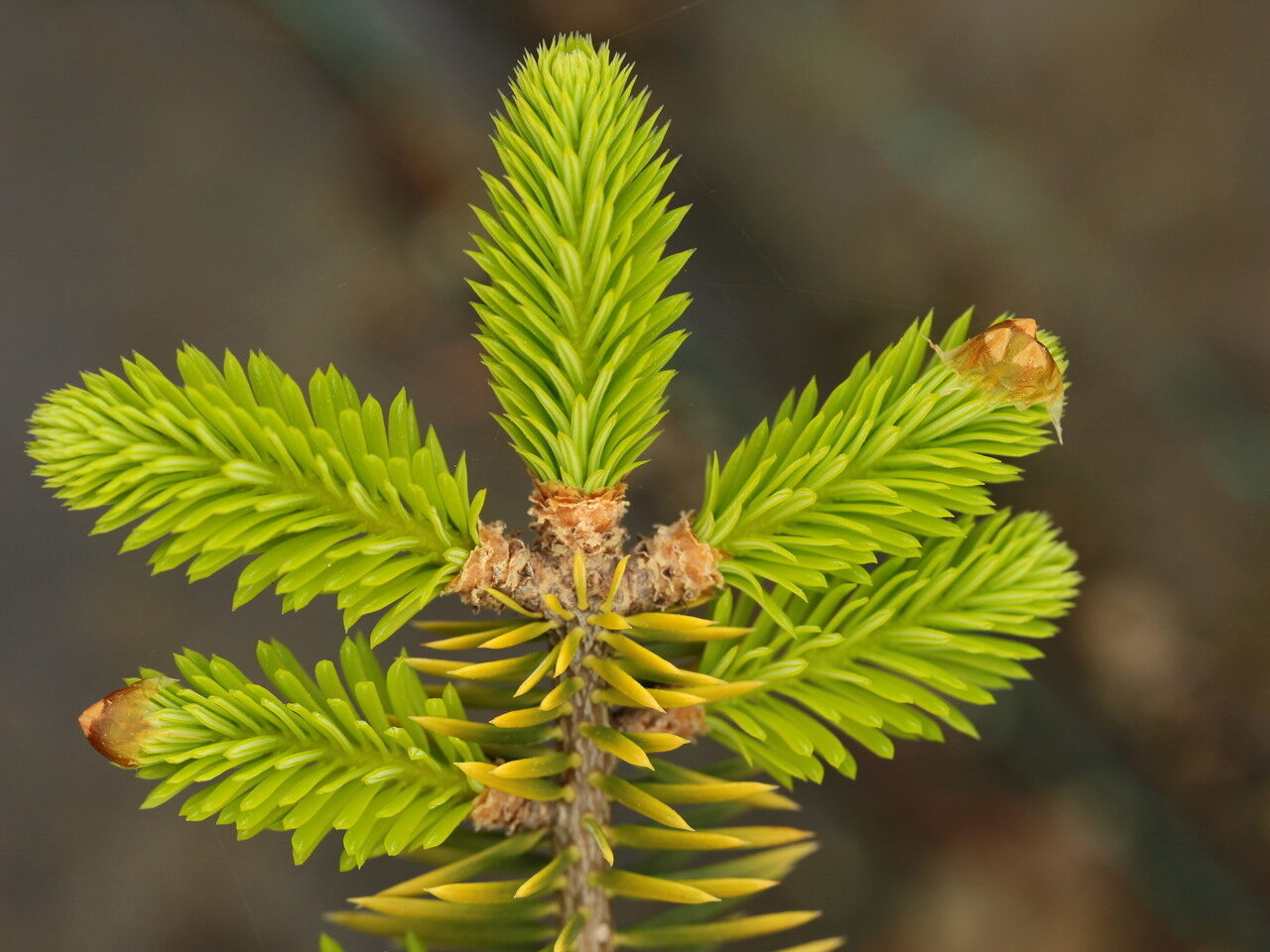 Abies cephalonica - Grecian Fir - Image 5
