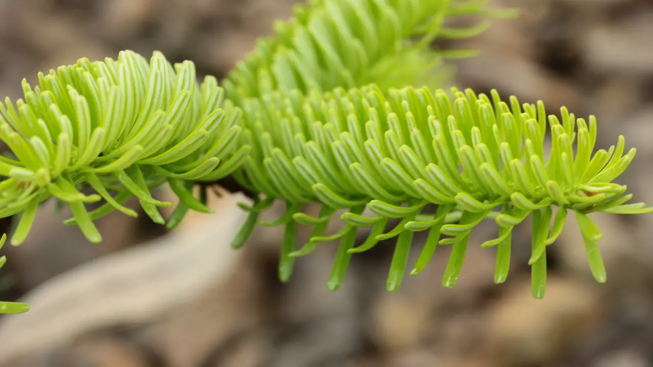 Abies cephalonica - Grecian Fir - Image 6