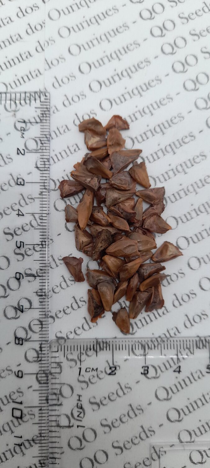 Abies cephalonica - Grecian Fir - Image 8