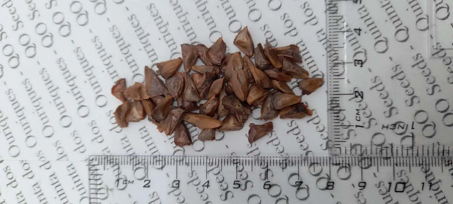 Abies cephalonica - Grecian Fir - Image 8