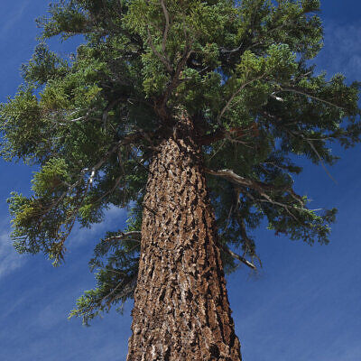 Abies magnifica - California Red Fir