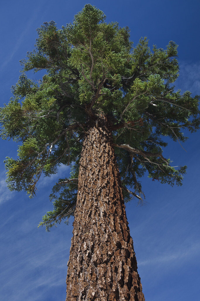Abies magnifica - California Red Fir