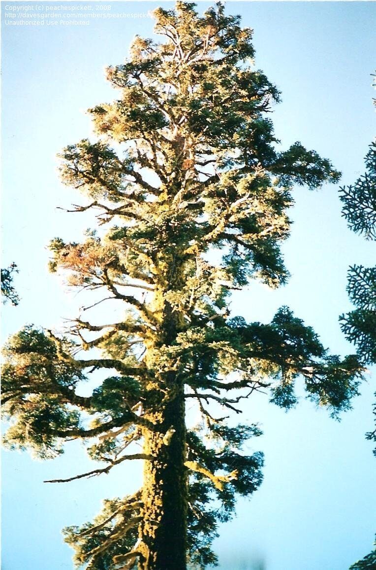 Abies magnifica - California Red Fir - Image 2