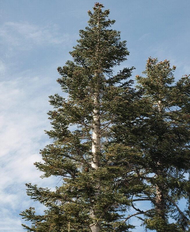 Abies magnifica - California Red Fir - Image 3
