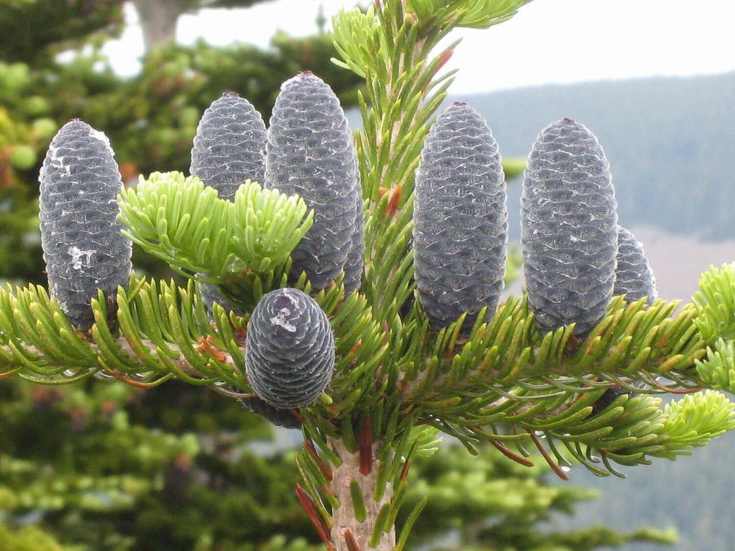 Abies magnifica - California Red Fir - Image 5