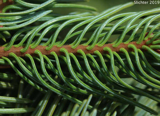 Abies magnifica - California Red Fir - Image 6