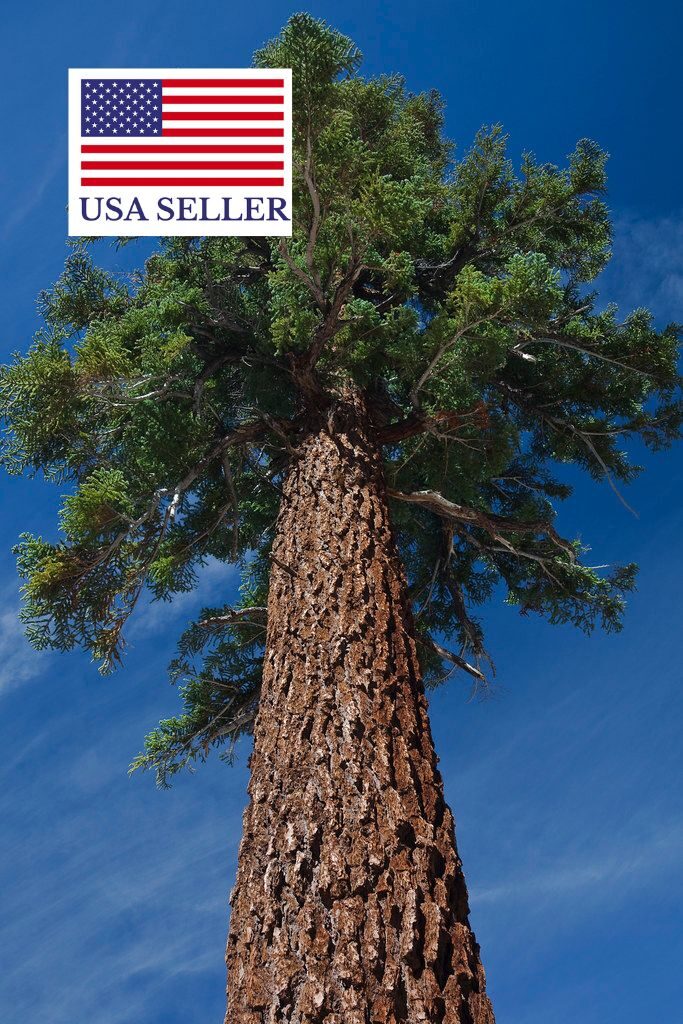 Abies magnifica - California Red Fir - Image 7