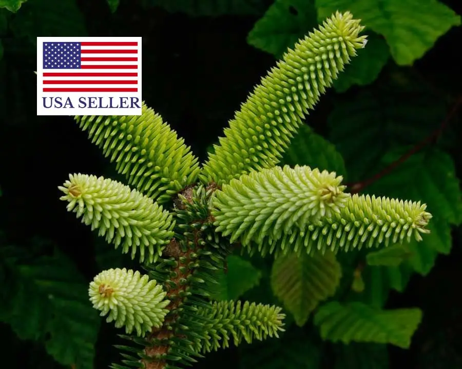 Abies pinsapo - Spanish Fir - Image 2