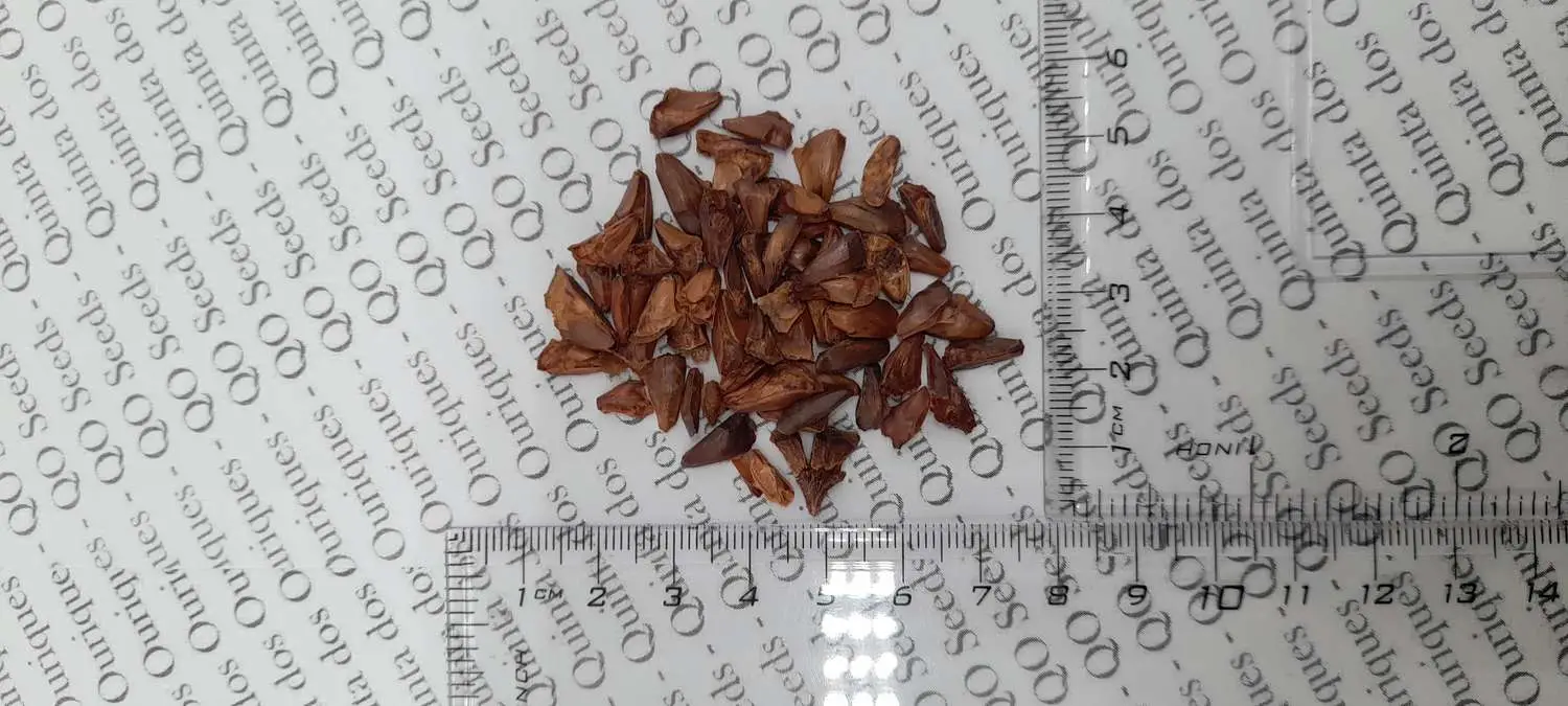 Abies pinsapo - Spanish Fir - Image 3