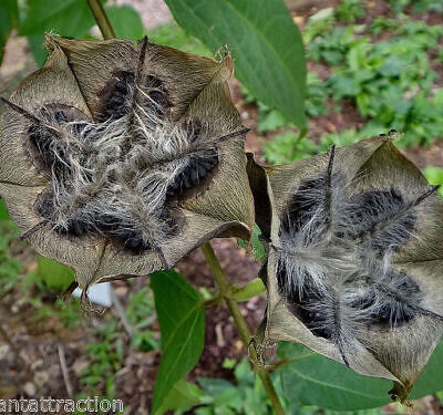 Abroma augusta - Devil s Cotton