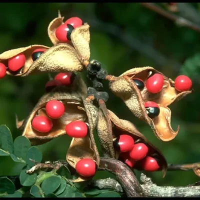 Abrus precatorius - Jequirity Bean, Rosary Pea