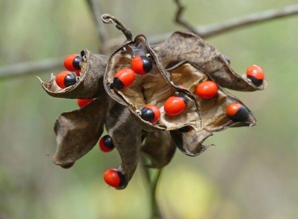 Abrus precatorius - Jequirity Bean, Rosary Pea - Image 2