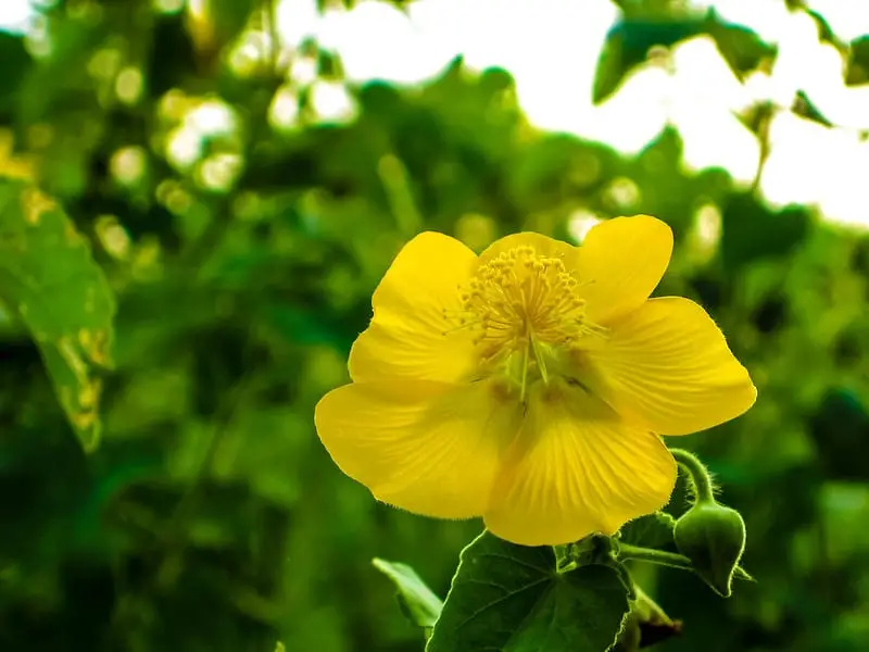 Abutilon indicum - Indian abutilon, Indian mallow - Image 2