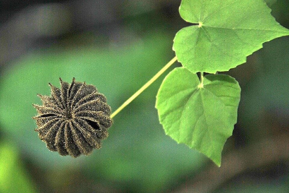 Abutilon indicum - Indian abutilon, Indian mallow - Image 3