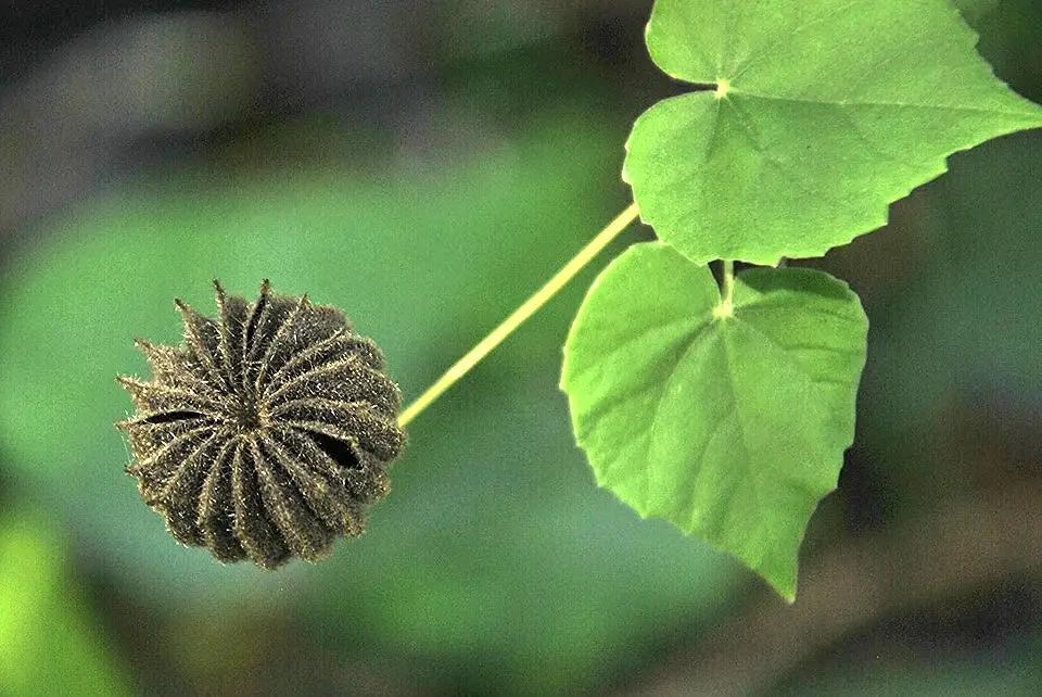 Abutilon indicum - Indian abutilon, Indian mallow - Image 3