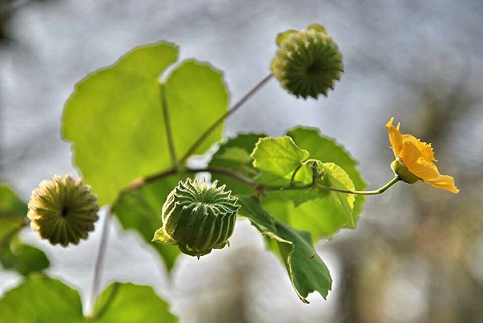 Abutilon indicum - Indian abutilon, Indian mallow - Image 4