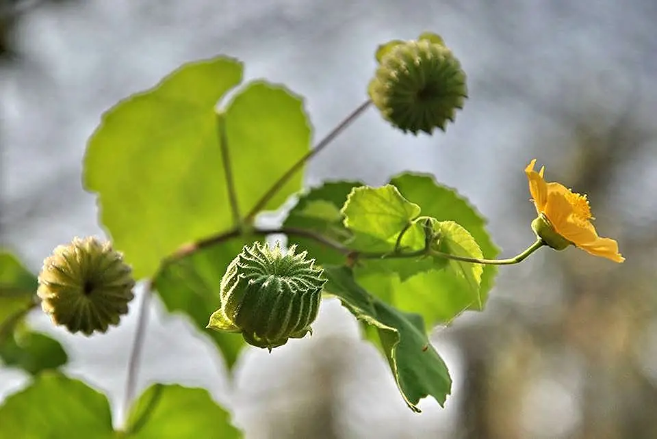 Abutilon indicum - Indian abutilon, Indian mallow - Image 4