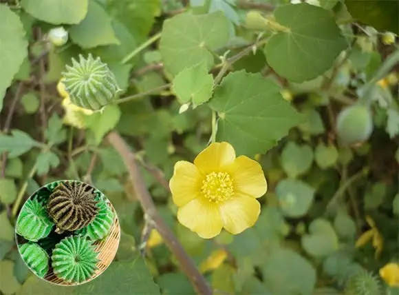 Abutilon indicum - Indian abutilon, Indian mallow - Image 5