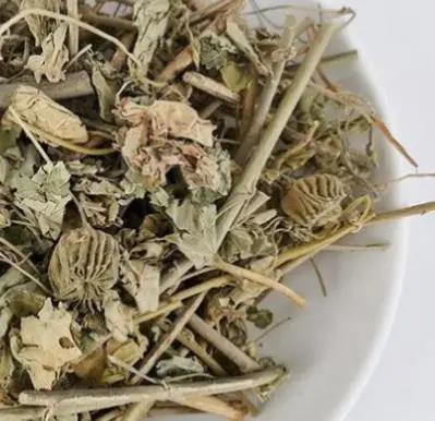 Abutilon indicum - Indian abutilon, Indian mallow - Image 6