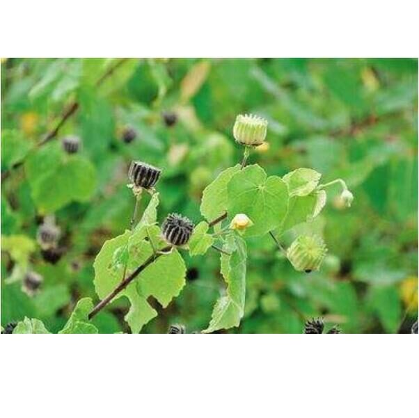 Abutilon indicum - Indian abutilon, Indian mallow - Image 7